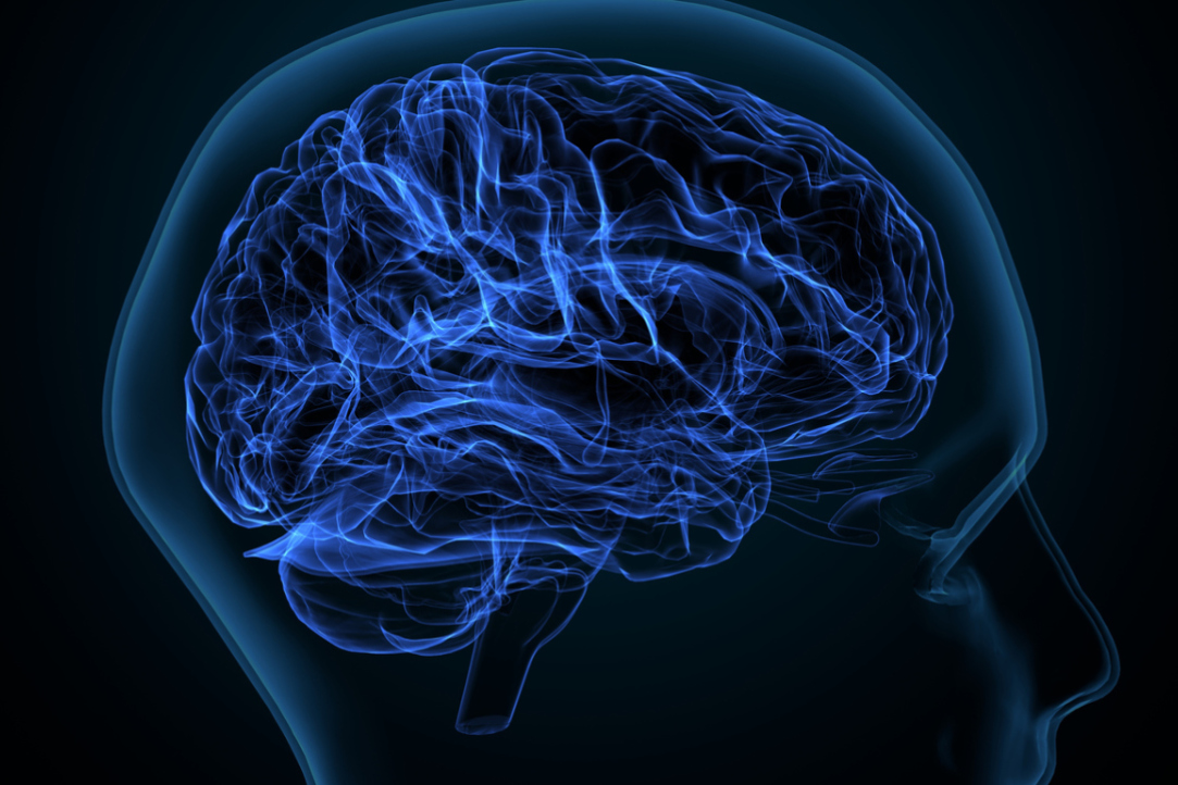 Illustration for news: Corpus Callosum Found to Switch Off Right Hemisphere During Speech